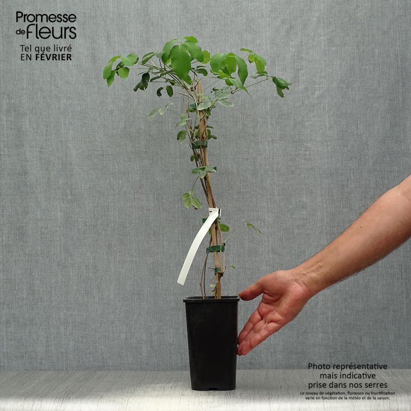 Spécimen de Akebia pentaphylla - Akebie hybride Pot de 1,5L/2L tel que livré en automne