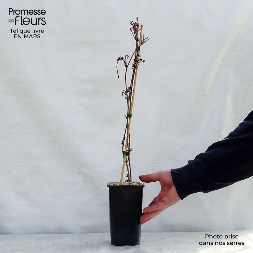 Spécimen de Akebia pentaphylla - Akebie hybride Pot de 1,5L/2L tel que livré au printemps