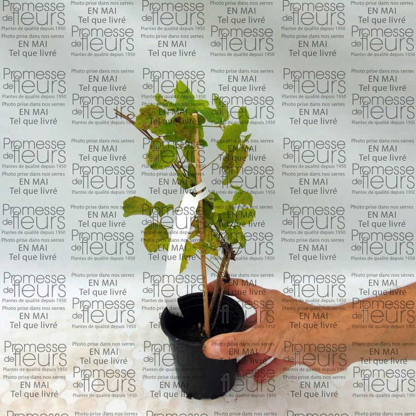 Exemple de spécimen de Akebia quinata - Akébie à cinq feuilles Godet de 8/9 cm tel que livré