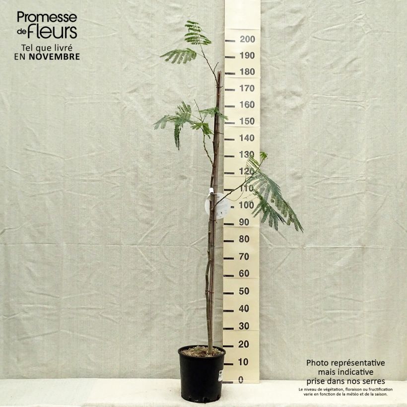 Spécimen de Albizia julibrissin Ombrella - Arbre à soie Pot de 6L/7L tel que livré en automne