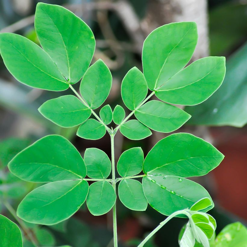 Albizia saman - Arbre à pluie (Feuillage)