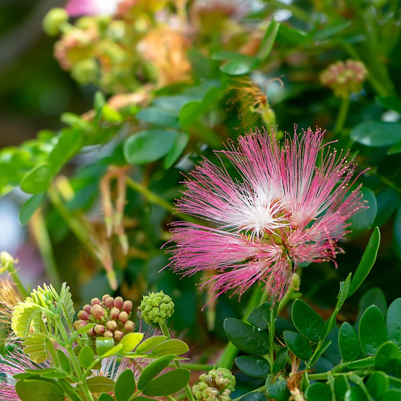 Albizia saman - Arbre à pluie (Floraison)