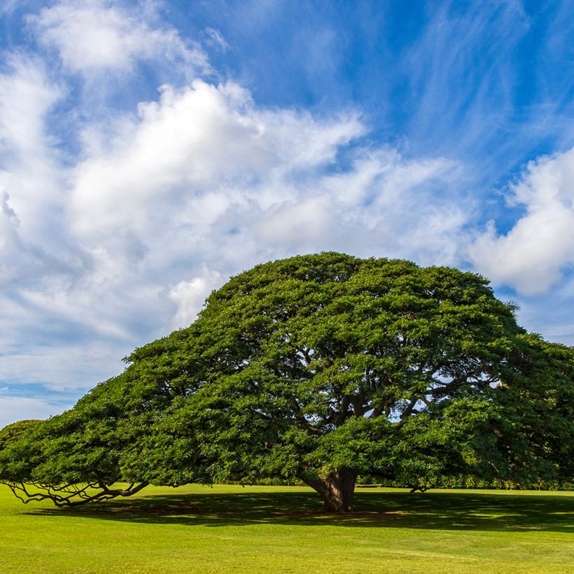 Albizia saman - Arbre à pluie (Port)