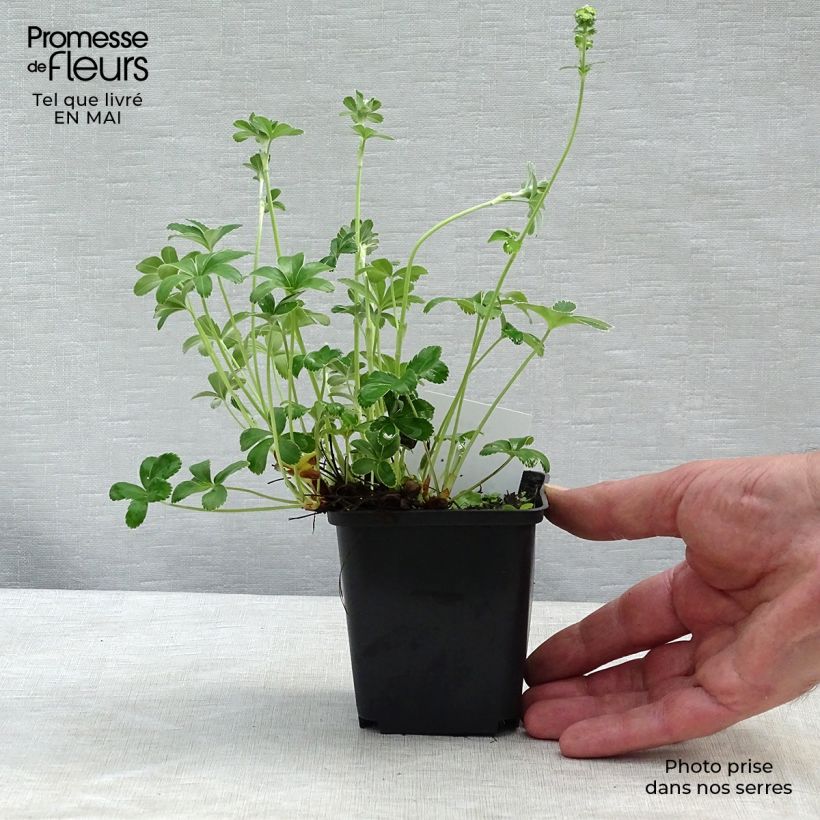 Example of Alchemilla alpina - Alchémille des Alpes Godet de 8/9 cm as you get in printemps