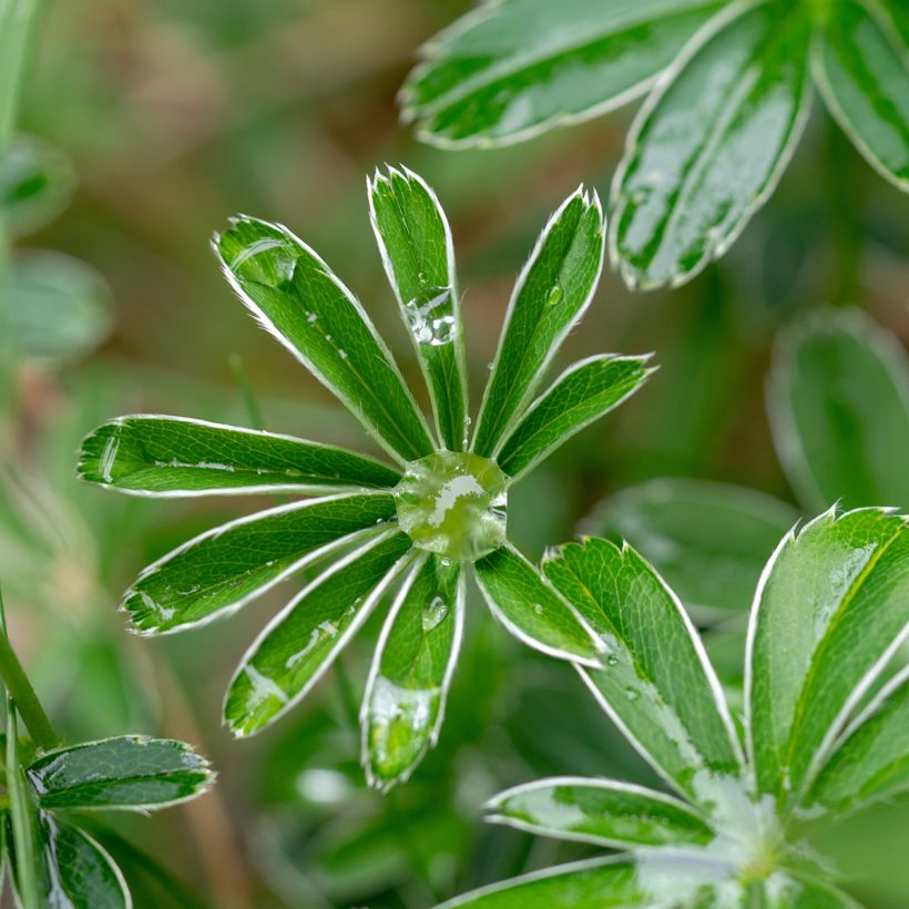 Alchemilla alpina - Alchémille des Alpes (Foliage)