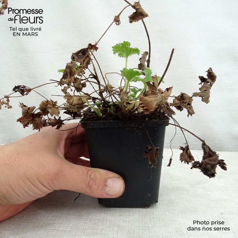Spécimen de Alchemilla caucasica - Alchémille de Caucase Godet de 8/9 cm tel que livré au printemps