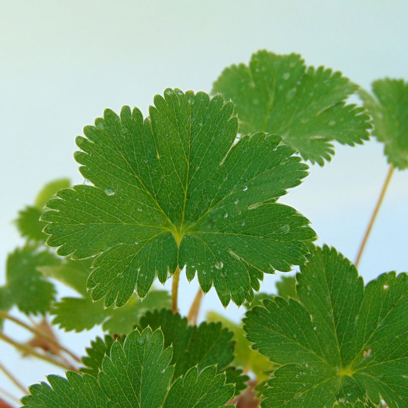 Alchemilla erythropoda - Alchémille (Foliage)