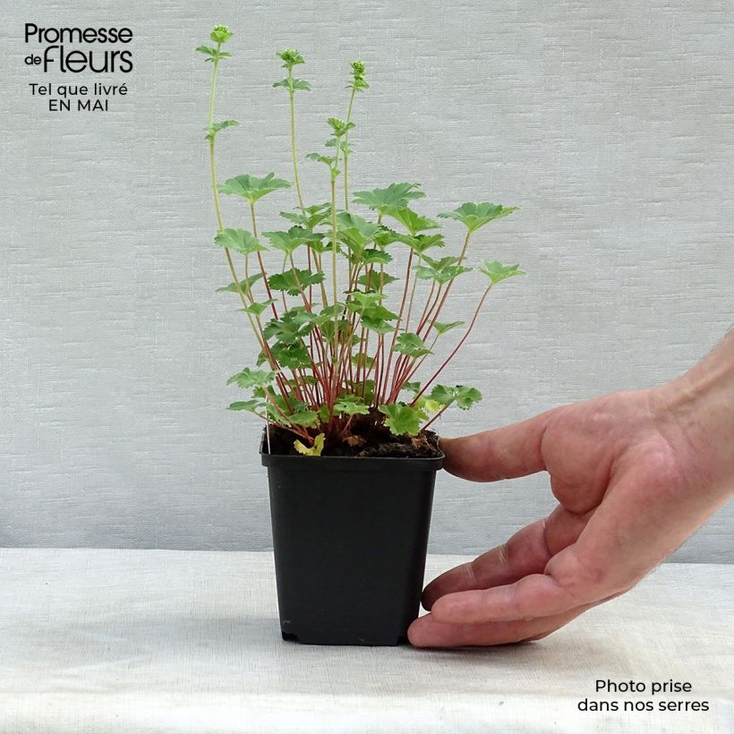 Example of Alchemilla erythropoda - Alchémille Godet de 8/9 cm as you get in printemps