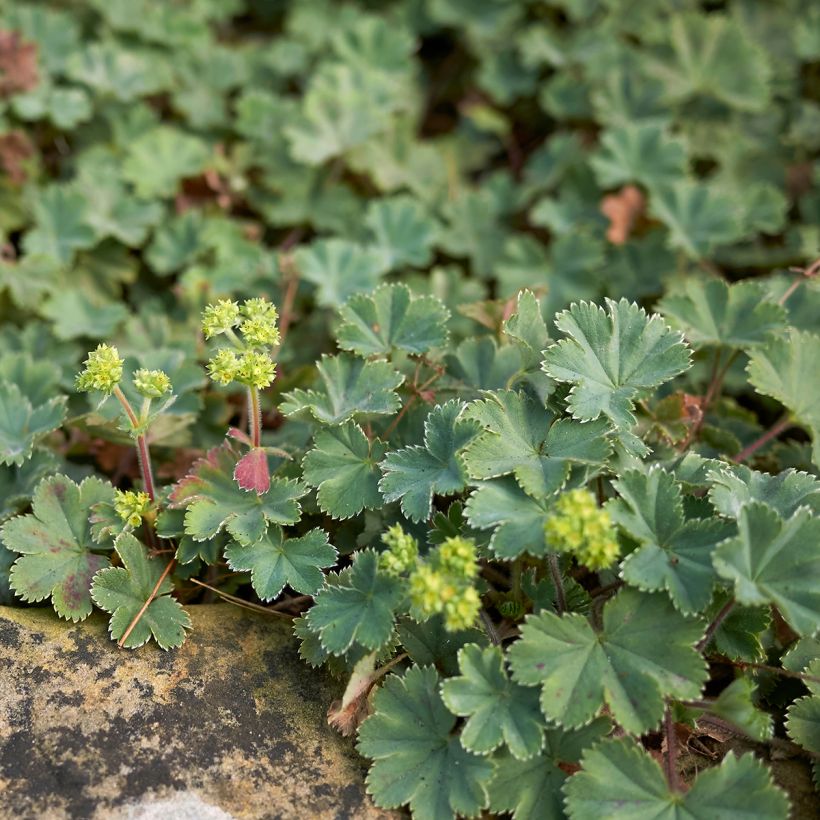 Alchemilla erythropoda - Alchémille (Plant habit)