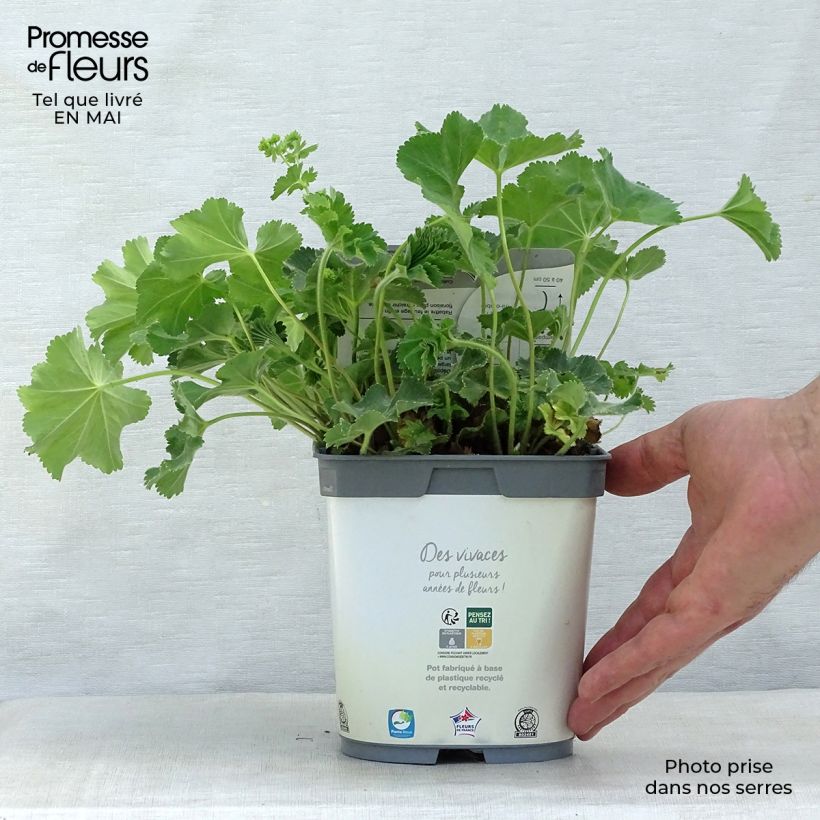 Spécimen de Alchemille Thriller - Alchemilla mollis Pot de 2L/3L tel que livré au printemps