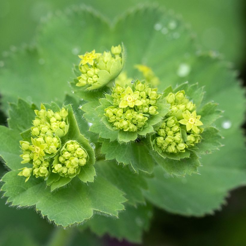 Alchémille commune - Alchemilla mollis (Flowering)
