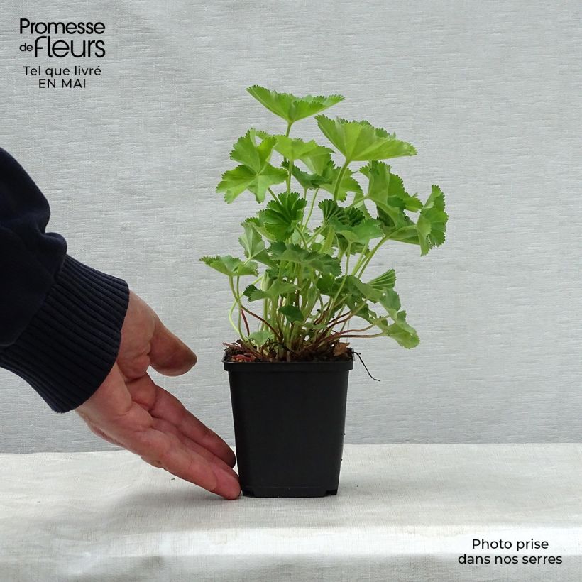 Example of Alchémille commune - Alchemilla mollis Godet de 8/9 cm as you get in printemps