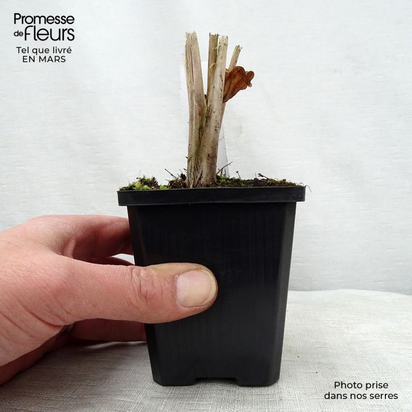 Spécimen de Alisma parviflora - Plantain d'eau Godet de 8/9 cm tel que livré au printemps