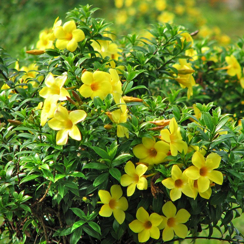 Allamanda cathartica - Trompette d'or (Floraison)