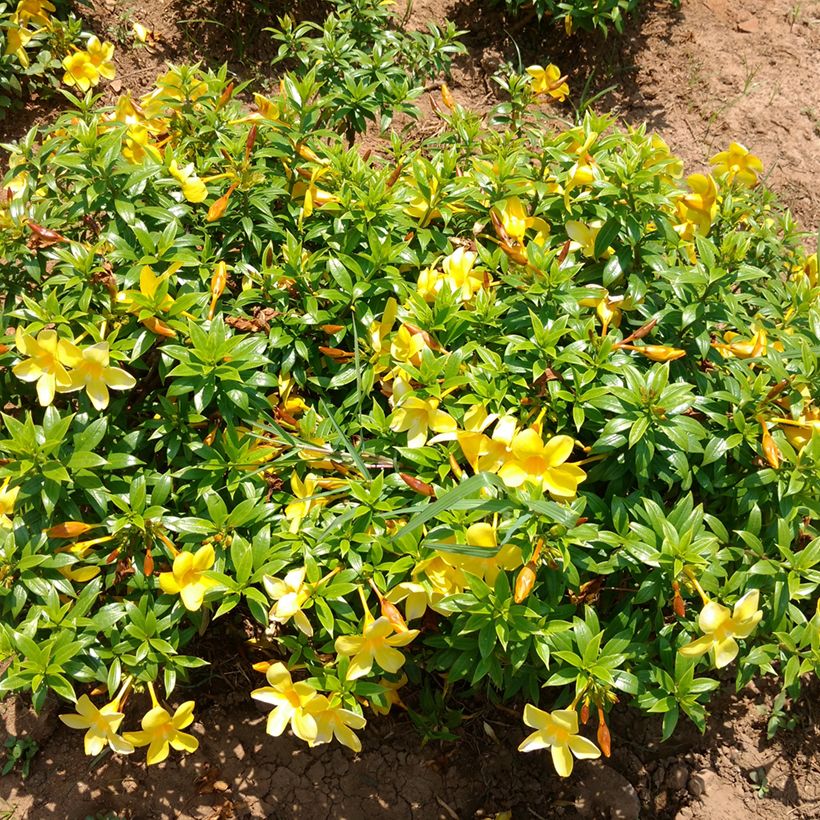 Allamanda cathartica - Trompette d'or (Port)