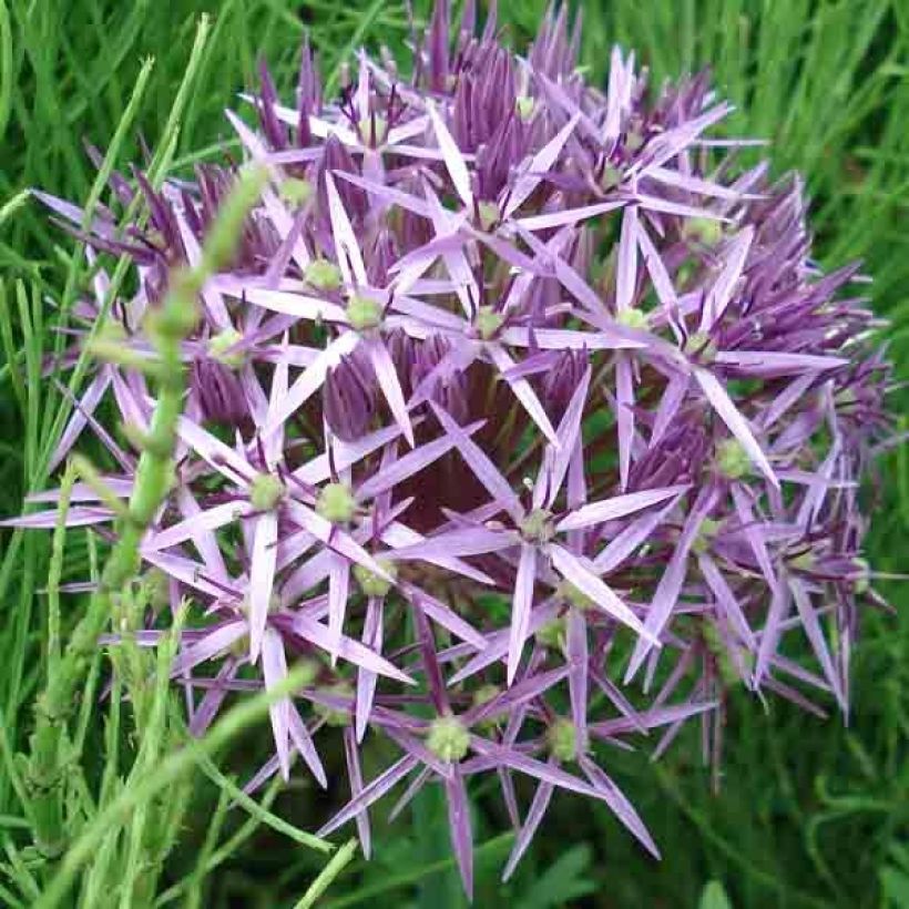 Ail d'ornement Etoile de Perse - Allium christophii ou albopilosum (Flowering)