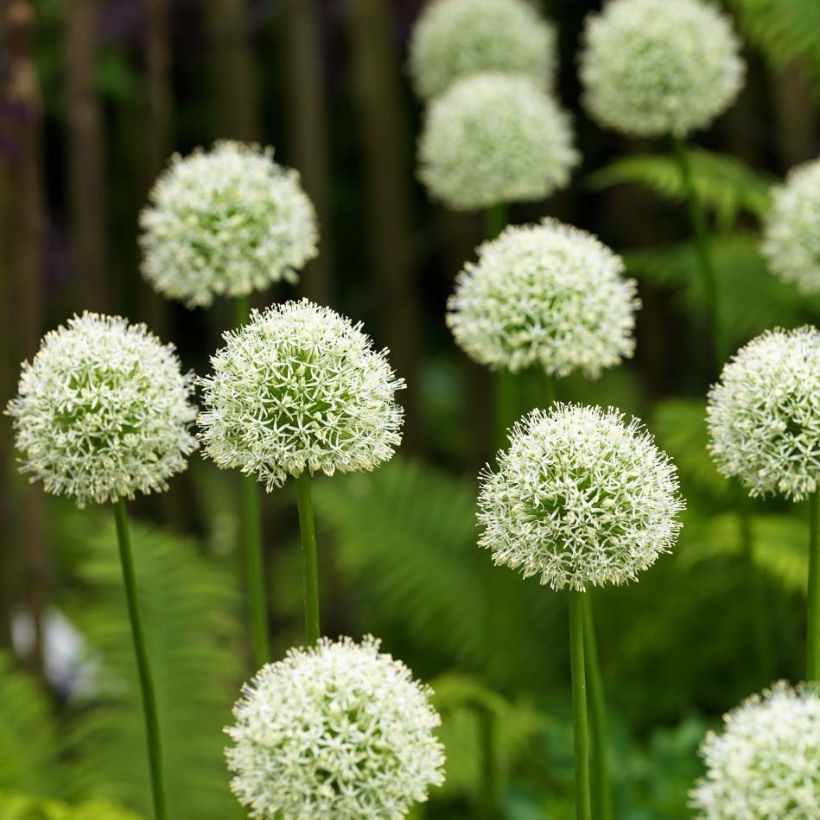 Ail d'ornement - Allium Mont Blanc (Flowering)