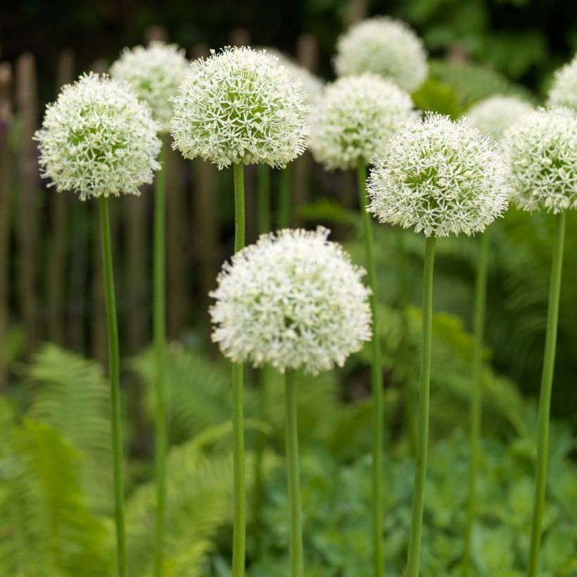 Ail d'ornement - Allium Mont Blanc (Plant habit)