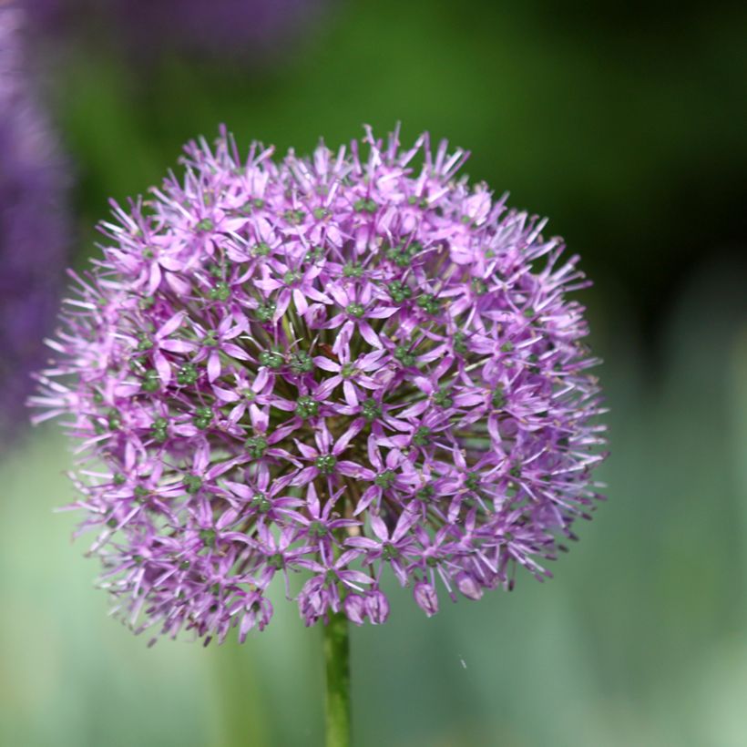 Ail d'ornement - Allium Statos (Flowering)