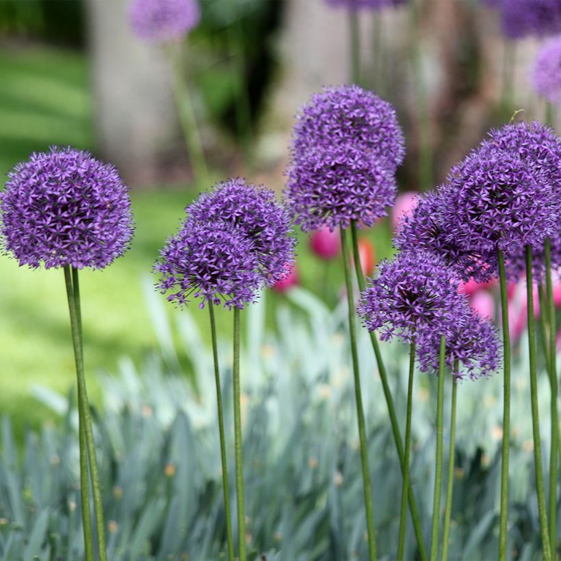 Ail d'ornement - Allium Statos (Plant habit)