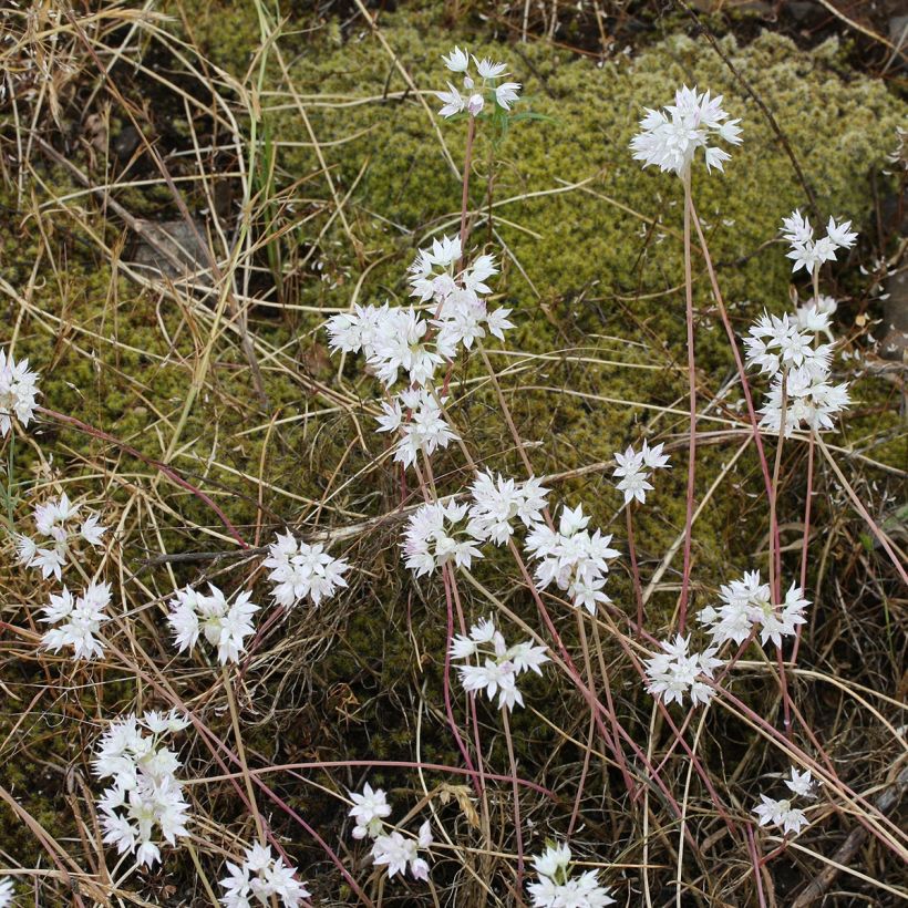 Allium amplectens Graceful - Ail d'ornement (Plant habit)