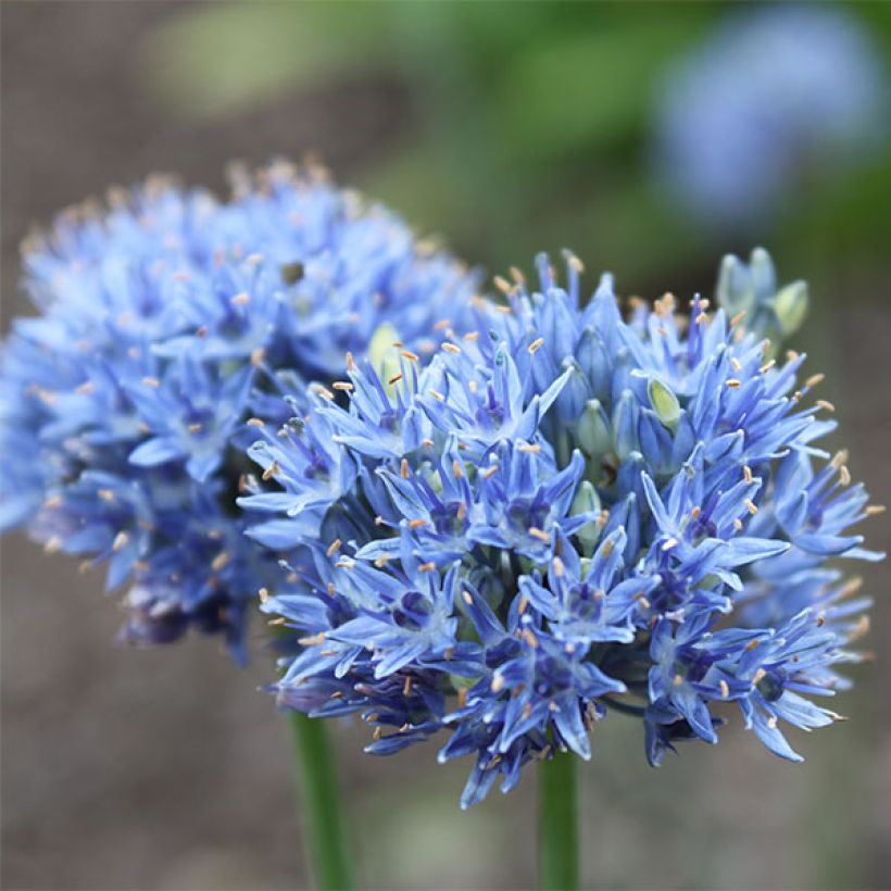 Ail d'ornement - Allium caeruleum (Flowering)