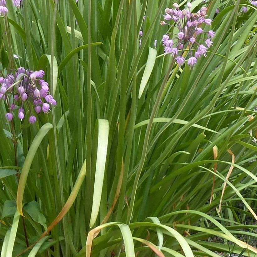 Ail penché - Allium cernuum (Foliage)