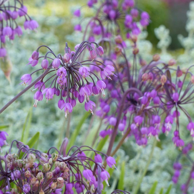 Ail penché - Allium cernuum (Flowering)