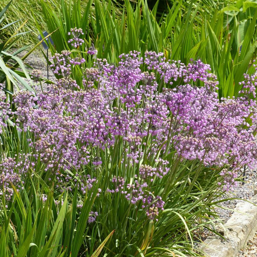 Ail penché - Allium cernuum (Plant habit)