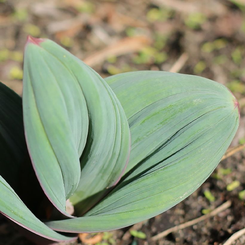 Allium karataviense Red Giant - Ail d'ornement du Turkestan (Foliage)