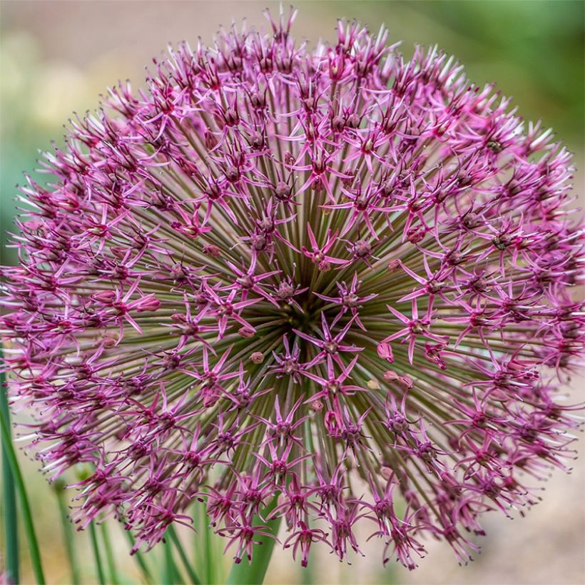 Allium karataviense Red Giant - Ail d'ornement du Turkestan (Flowering)