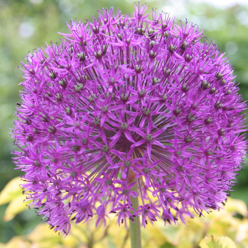 Ail d'ornement - Allium rosenbachianum (Flowering)