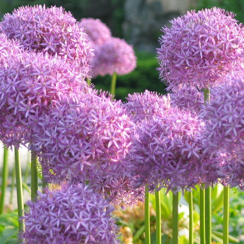 Ail d'ornement - Allium rosenbachianum (Plant habit)