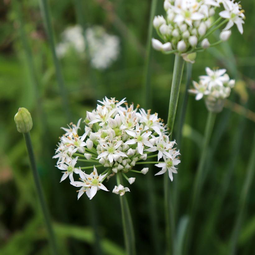Allium tuberosum Cliffs of Dover - Ail d'ornement (Floraison)