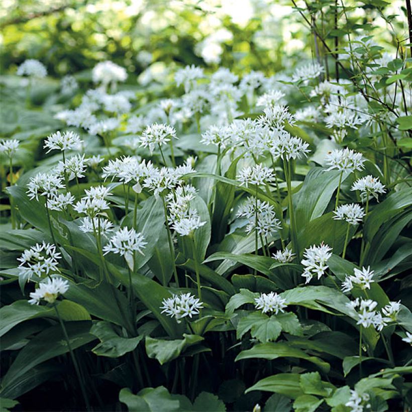 Ail des Ours - Allium ursinum (Floraison)