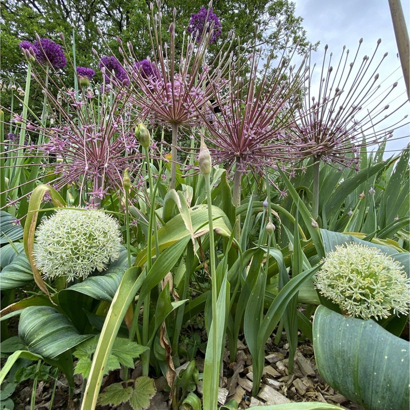 Ail d'ornement - Allium schubertii (Plant habit)