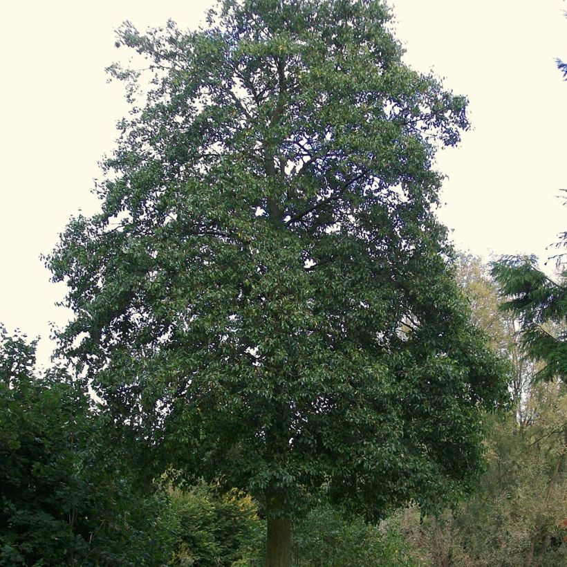Aulne de Corse - Alnus cordata (Port)