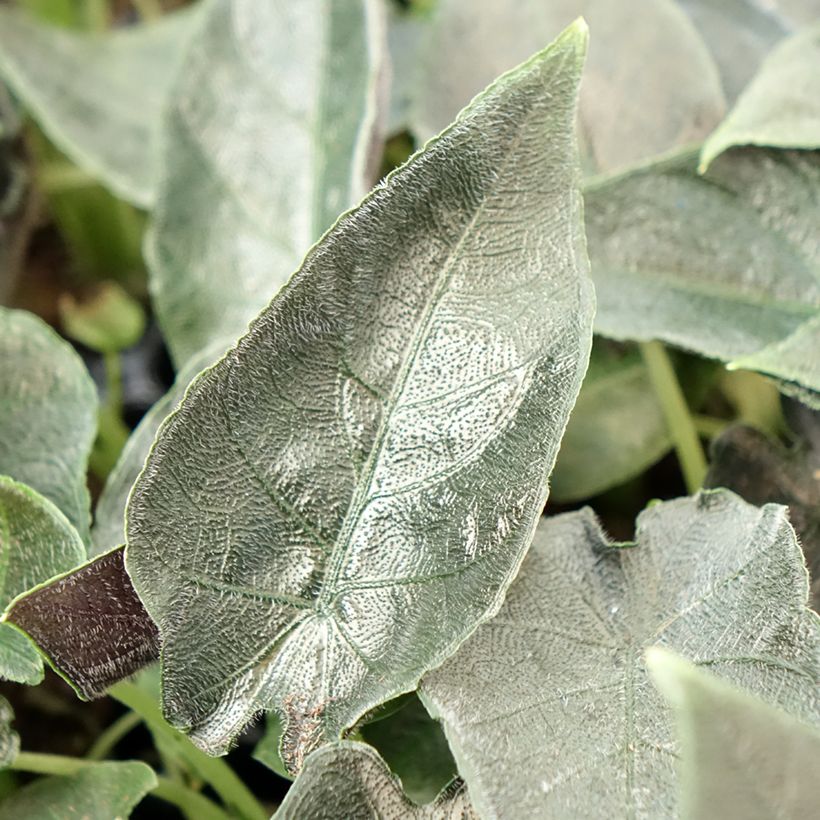 Alocasia Antoro Velvet - Oreille d'éléphant (Feuillage)