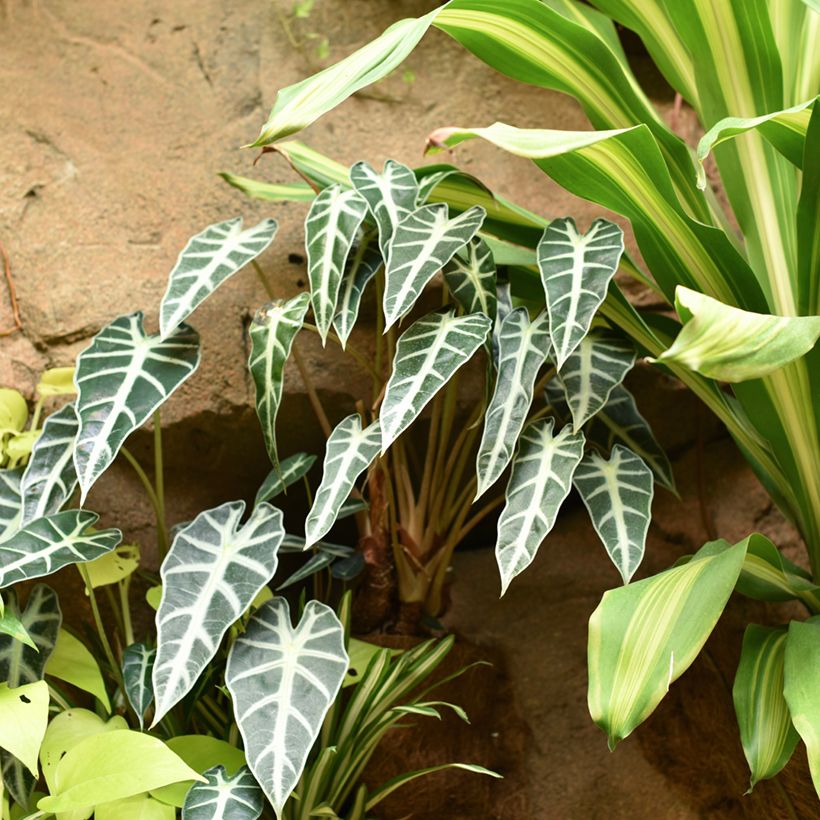 Alocasia Bambino - Oreille d'éléphant (Port)
