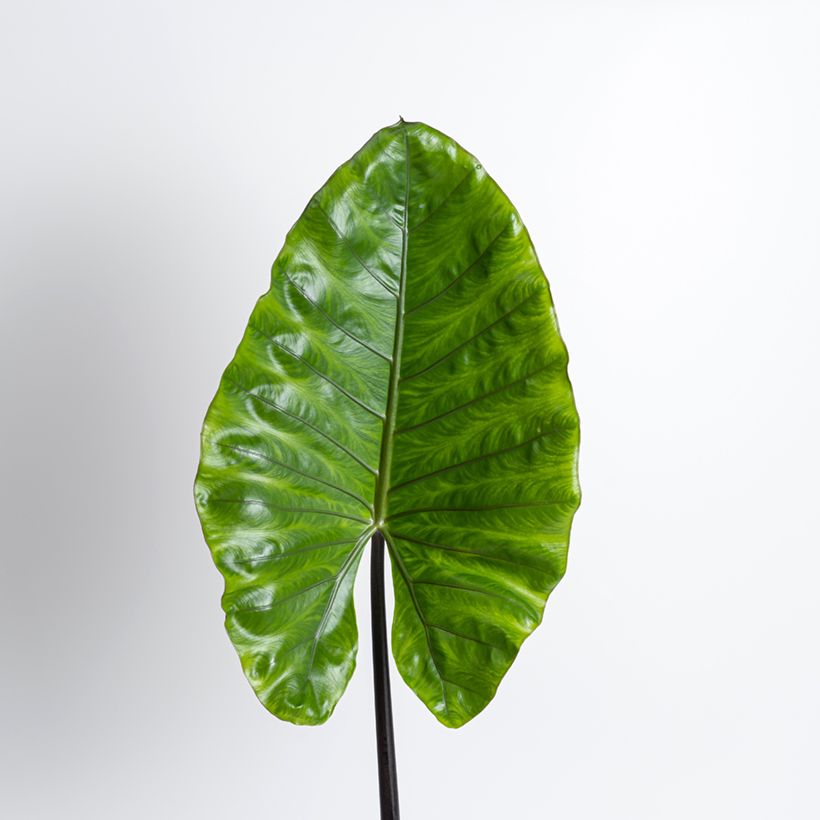 Alocasia Black Stem - Oreille d'éléphant (Feuillage)