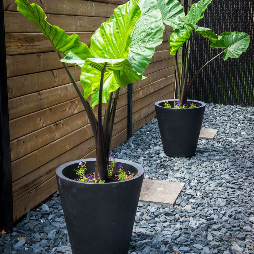 Alocasia Black Stem - Oreille d'éléphant (Port)