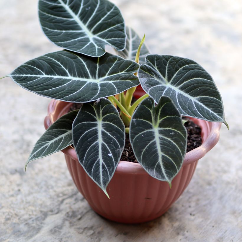 Alocasia Black Velvet - Oreille d'éléphant (Feuillage)