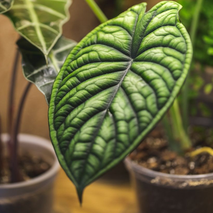 Alocasia Dragon Scale - Oreille d'éléphant (Feuillage)