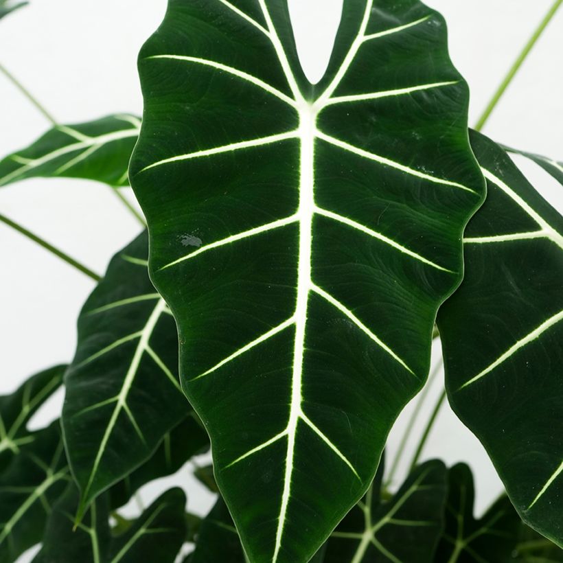 Alocasia Frydek - Oreille d'éléphant (Foliage)