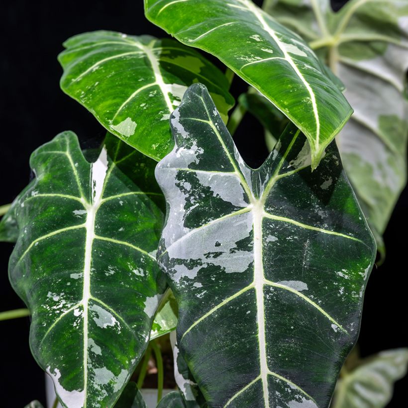 Alocasia Frydek Variegata - Oreille d'éléphant (Feuillage)