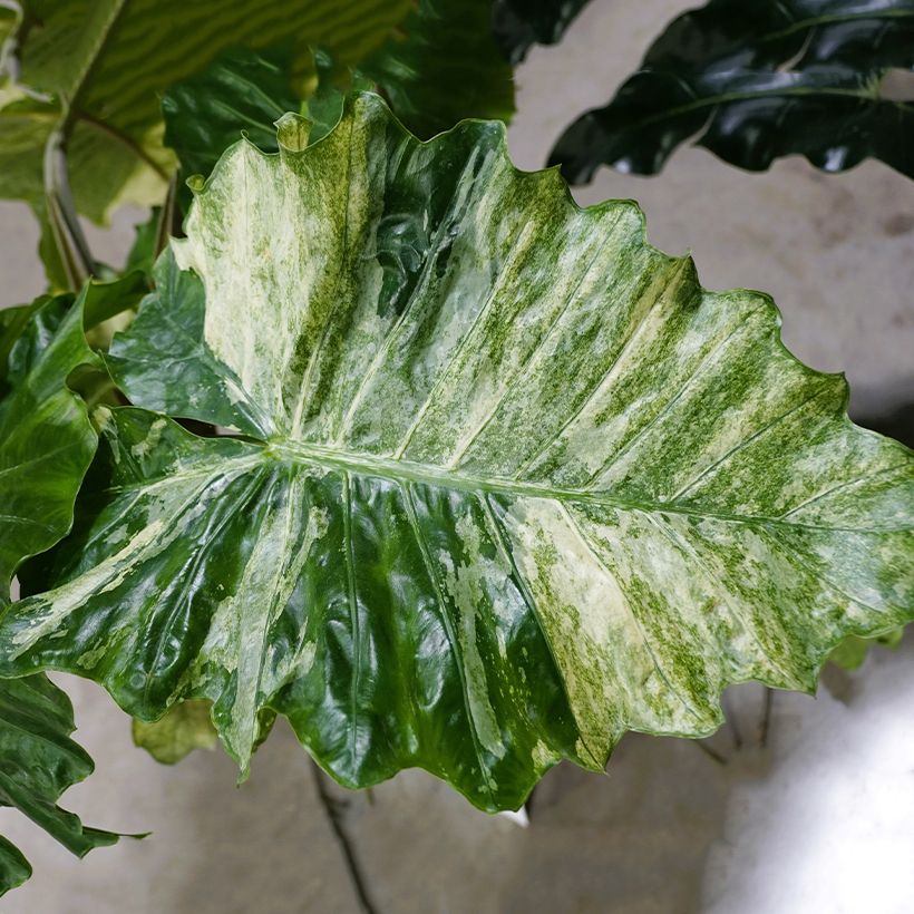 Alocasia Hualong (Feuillage)