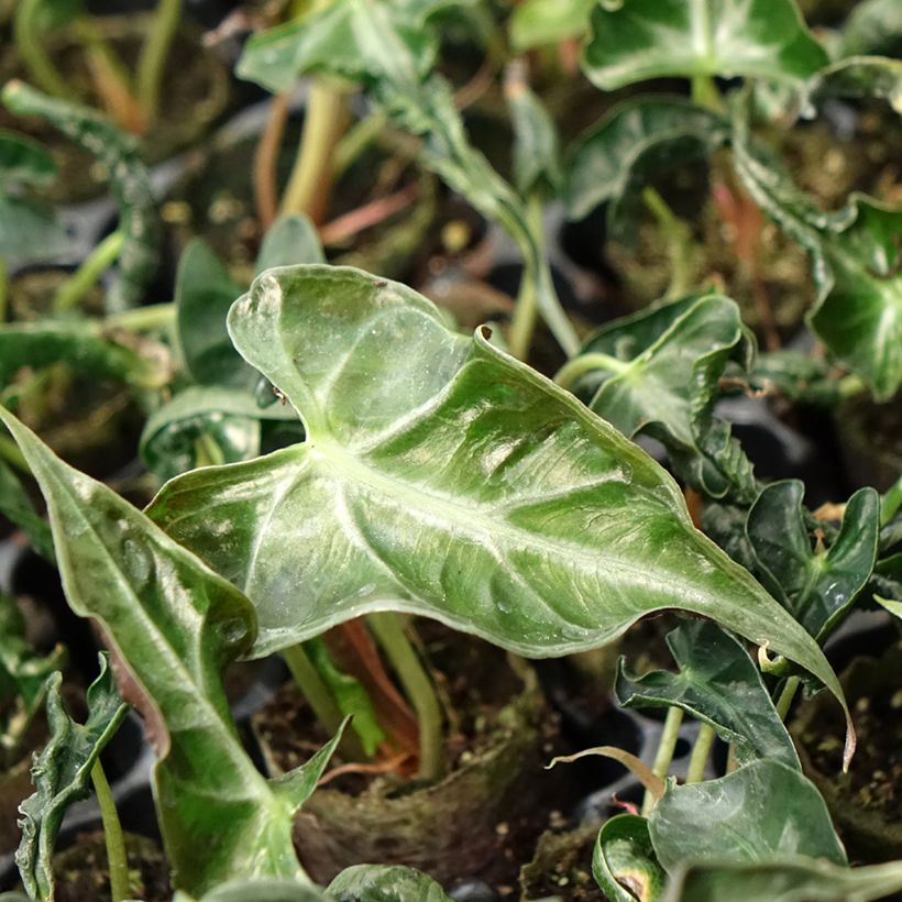 Alocasia Loco - Oreille d'éléphant (Feuillage)