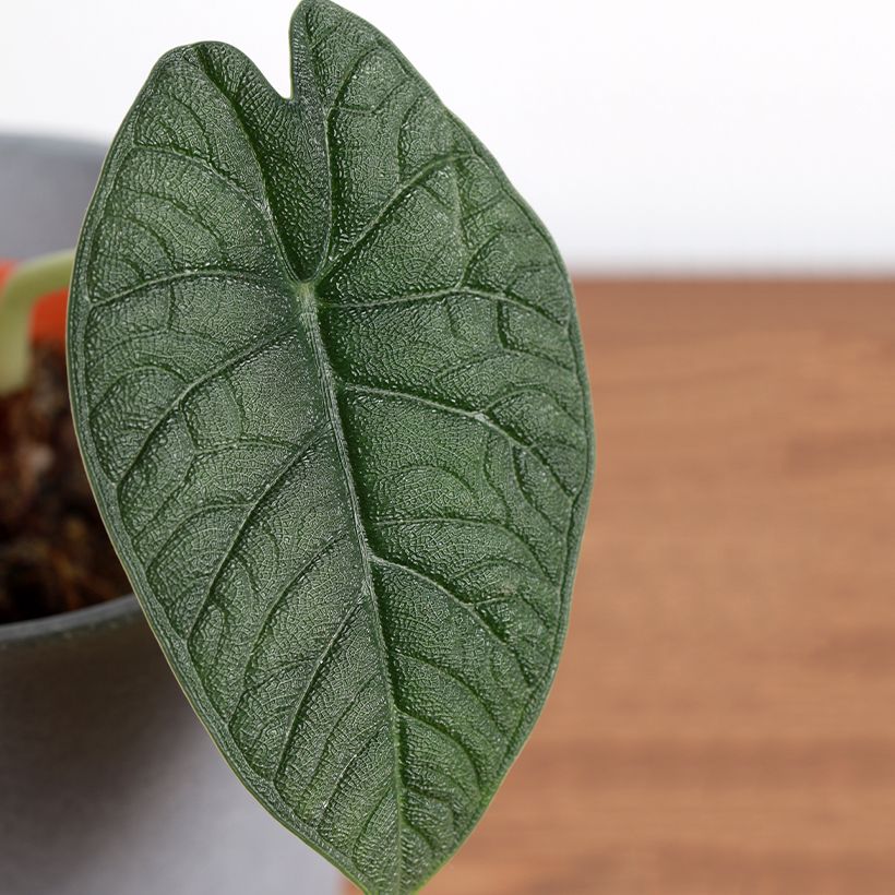Alocasia melo - Oreille d'éléphant (Feuillage)