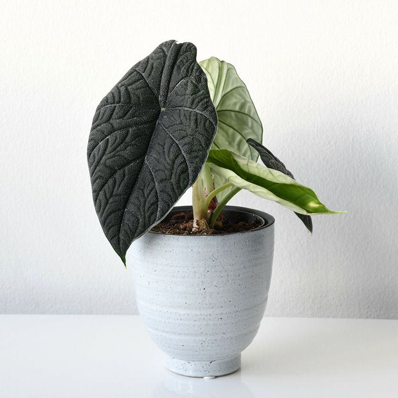 Alocasia melo - Oreille d'éléphant (Port)