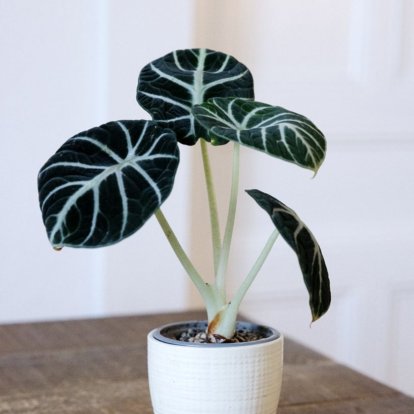 Alocasia Ninja - Oreille d'éléphant (Port)